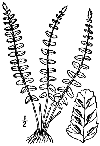 Asplenium resiliens